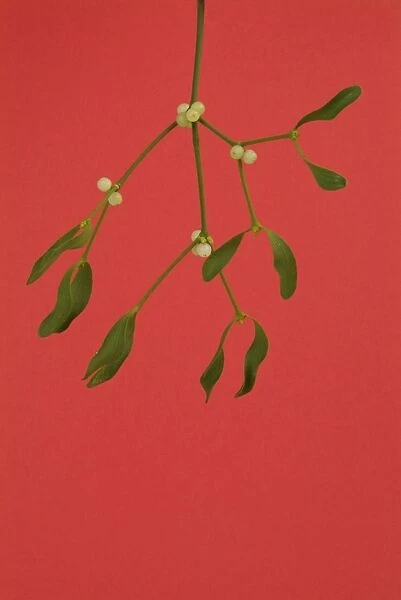 Mistletoe. JD-18141. Mistletoe. Viscum album