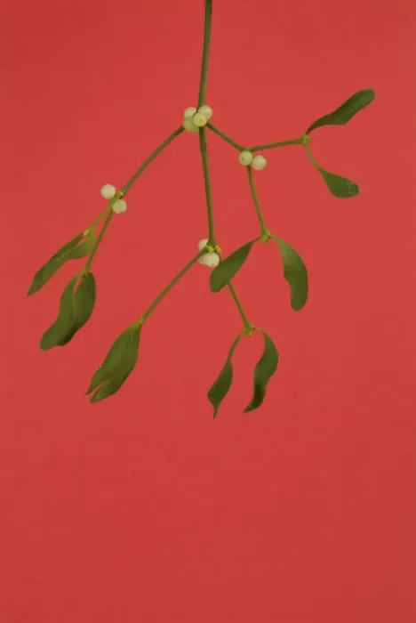 Framed Print : Mistletoe. JD-18141. Mistletoe. Viscum album Framed Print : Mistletoe. JD-18141. Mistletoe. Viscum album