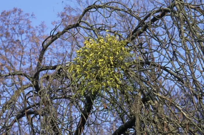 Framed Print : Mistletoe - on apple tree. Europe Framed Print : Mistletoe - on apple tree. Europe