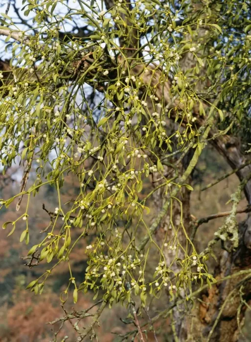 Framed Print : Mistletoe - with berries in apple tree Framed Print : Mistletoe - with berries in apple tree