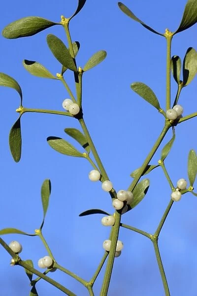 Mistletoe - Detailed study of ripe berries and leaves. Lower Saxony, Germany