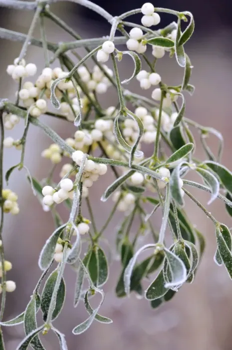 Framed Print : Mistletoe, with frost Framed Print : Mistletoe, with frost