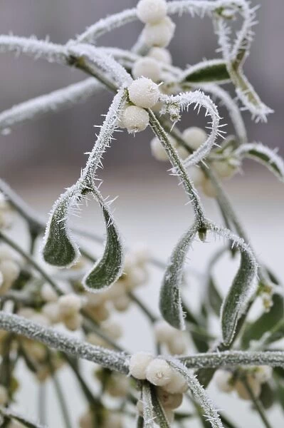 Mistletoe - with frost