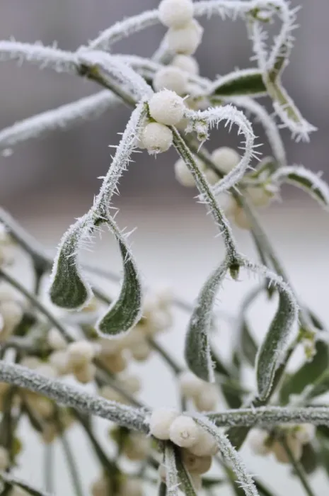 Framed Print : Mistletoe - with frost Framed Print : Mistletoe - with frost