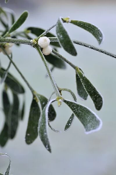 Mistletoe, with frost