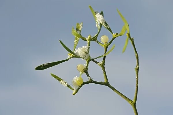 Mistletoe – frosted berries against blue sky 003088