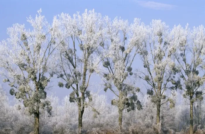 Framed Print : MISTLETOE - on line of Poplar trees Framed Print : MISTLETOE - on line of Poplar trees