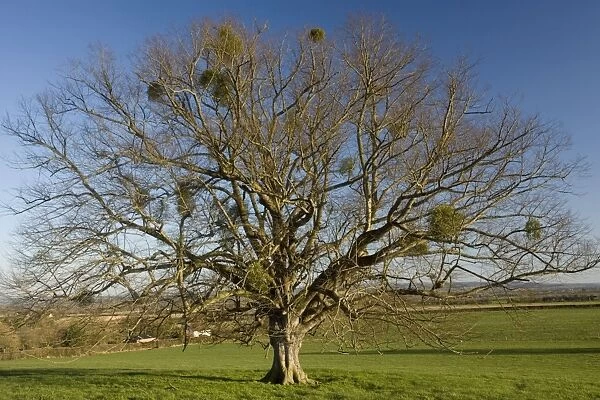 Mistletoe tree - old lime pollard in field, Somerset