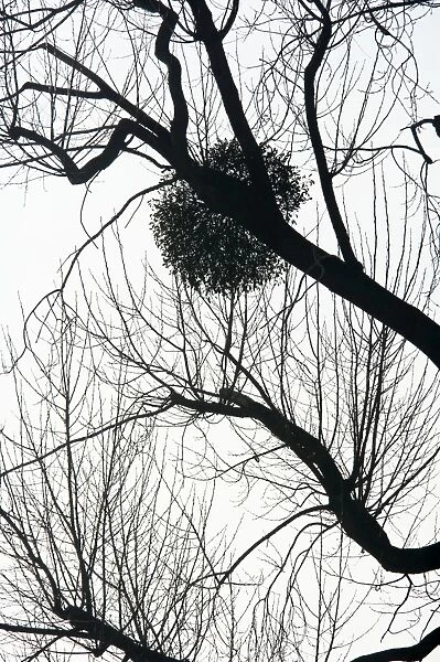 Mistletoe on tree - silhouette - Severn Valley - Gloucestershire, UK PL001471