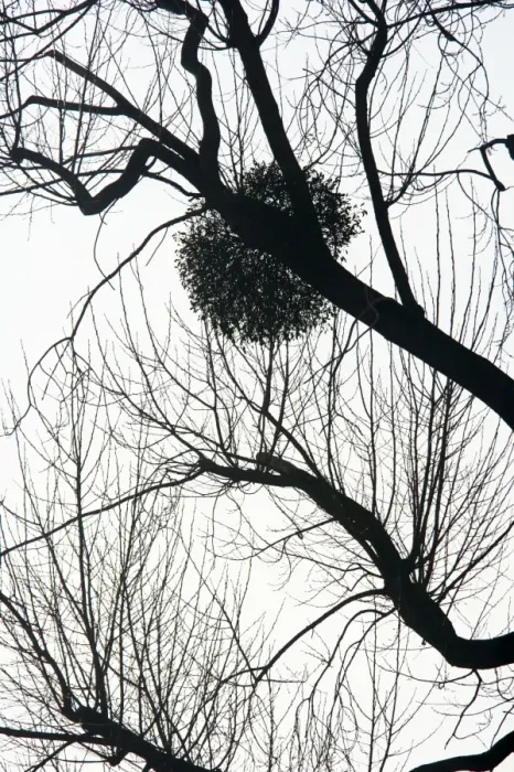 Framed Print : Mistletoe on tree - silhouette - Severn Valley - Gloucestershire, UK PL001471 Framed Print : Mistletoe on tree - silhouette - Severn Valley - Gloucestershire, UK PL001471