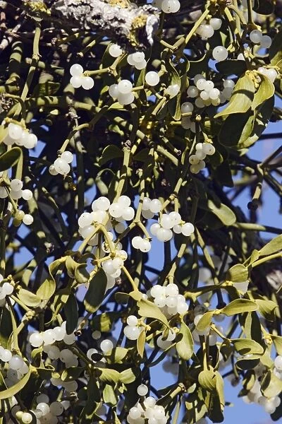 Mistletoe - in tree - Vaucluse - France