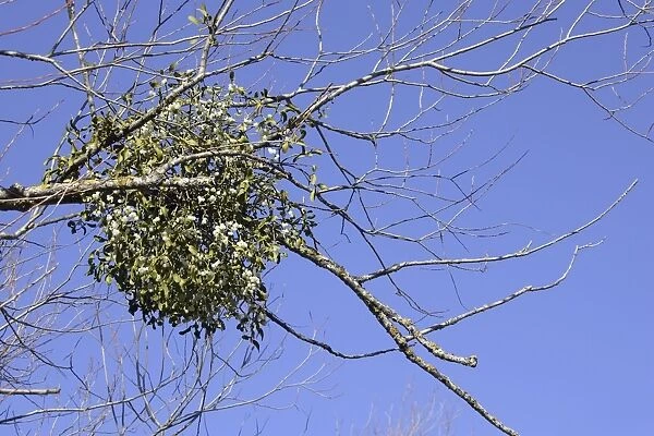Mistletoe - in tree - Vaucluse - France