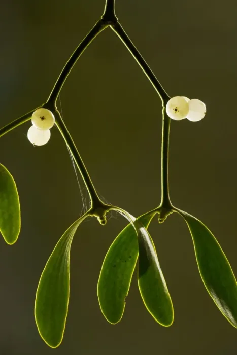 Framed Print : Mistletoe Viscum album with berries, midwinter. Widespread semi-parasite of trees. On apple, Dorset