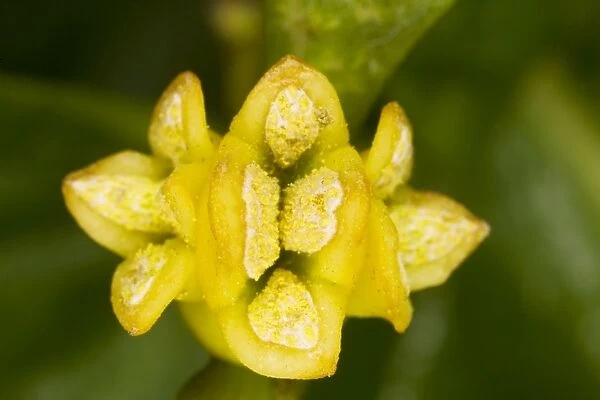 Mistletoe Viscum album, male flower in late winter