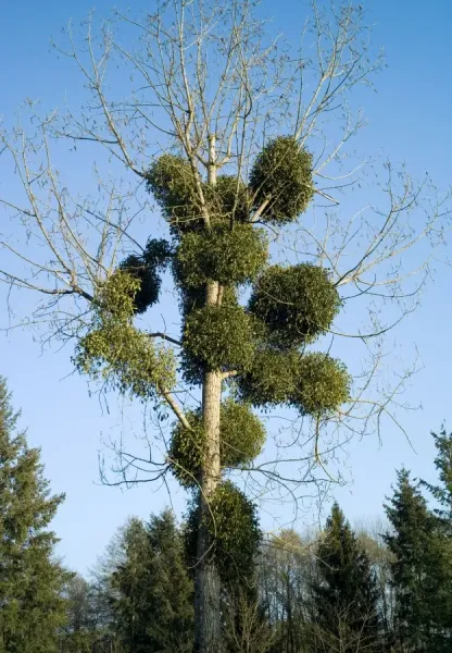 Mistletoe - Viscum album on Poplar, The Loire, France Print. Art Prints,  Posters & Puzzles from Ardea