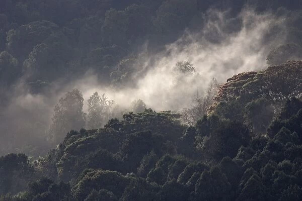 Misty forest - Bottom of Bale Mountains. Ethiopia - Africa. 3000 metre altitude