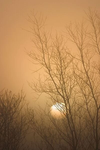 Misty Sunrise Through Bare Poplar Branches in Winter Norfolk UK