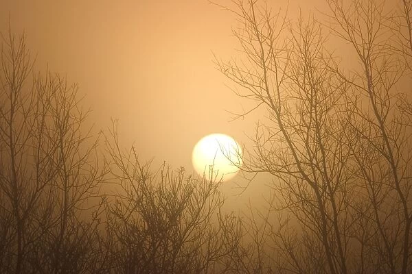 Misty Sunrise Through Bare Poplar Branches in Winter Norfolk UK