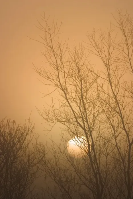 Framed Print : Misty Sunrise Through Bare Poplar Branches in Winter Norfolk UK Framed Print : Misty Sunrise Through Bare Poplar Branches in Winter Norfolk UK
