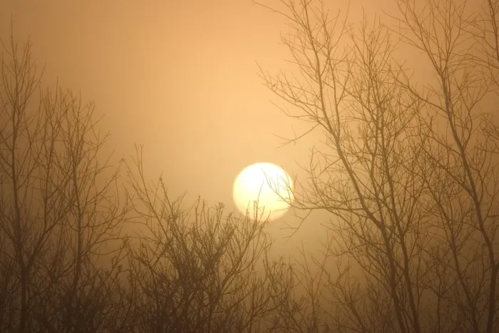 Framed Print : Misty Sunrise Through Bare Poplar Branches in Winter Norfolk UK Framed Print : Misty Sunrise Through Bare Poplar Branches in Winter Norfolk UK