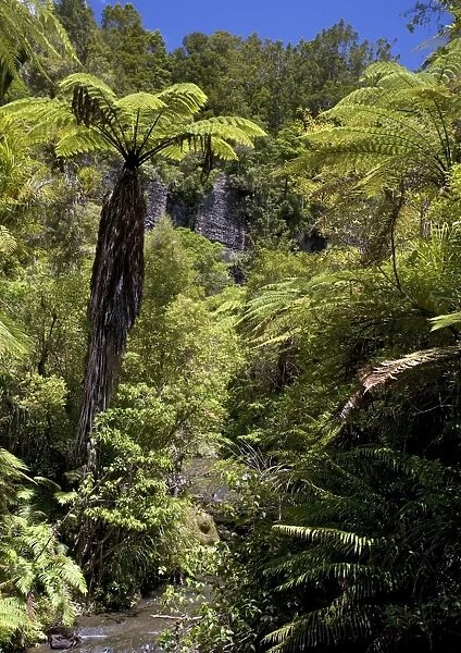 Mixed ancient forest in the Waitakere (Cascade) range, North Island, New Zealand. With tree ferns, podocarps etc