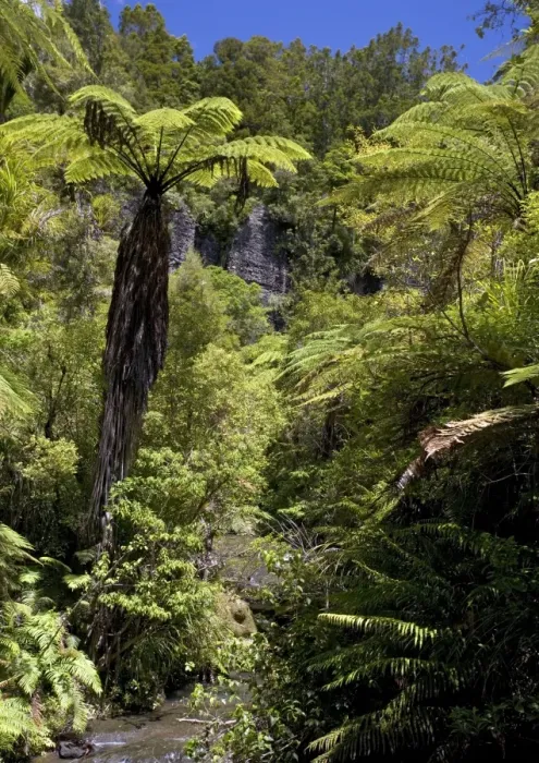 Framed Print : Mixed ancient forest in the Waitakere (Cascade) range, North Island, New Zealand. With tree ferns, podocarps etc Framed Print : Mixed ancient forest in the Waitakere (Cascade) range, North Island, New Zealand. With tree ferns, podocarps etc