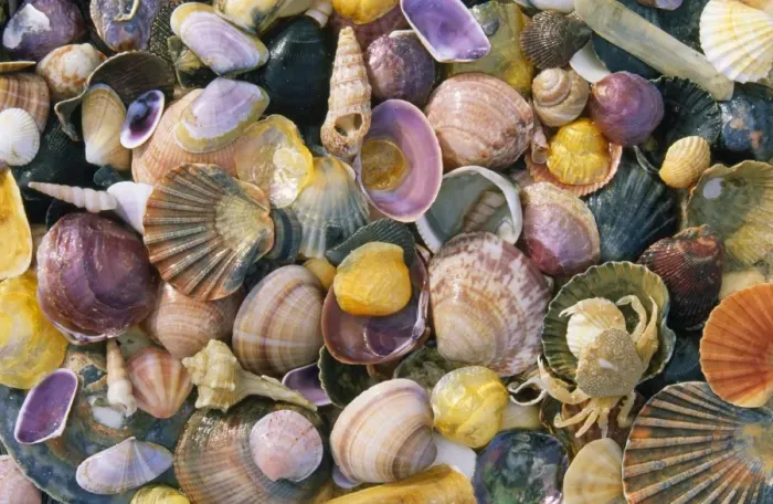 Framed Print : Mixed Atlantic Sea Shells - with crab (Carcinus sp. ) Framed Print : Mixed Atlantic Sea Shells - with crab (Carcinus sp. )