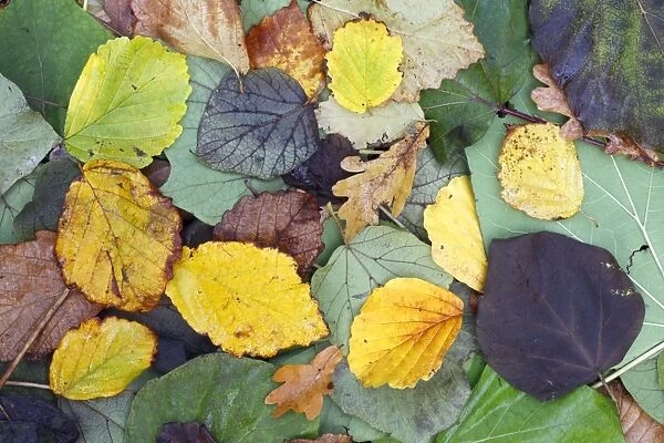 Mixed Autumn Leaves, Oak, Elm, Hornbeam, Hazelnut, Indian Bean Tree, Poplar, Tulip Tree, Hessen, Germany