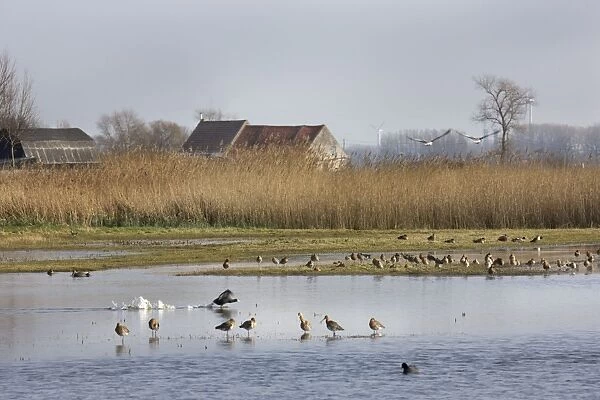 Mixed Bird species at Uitkerkse Polder Nature reserve - Uitkerke - Belgium