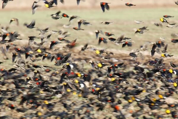 Mixed blackbird flock, yellow-headed blackbird, red-winged blackbird, cowbird