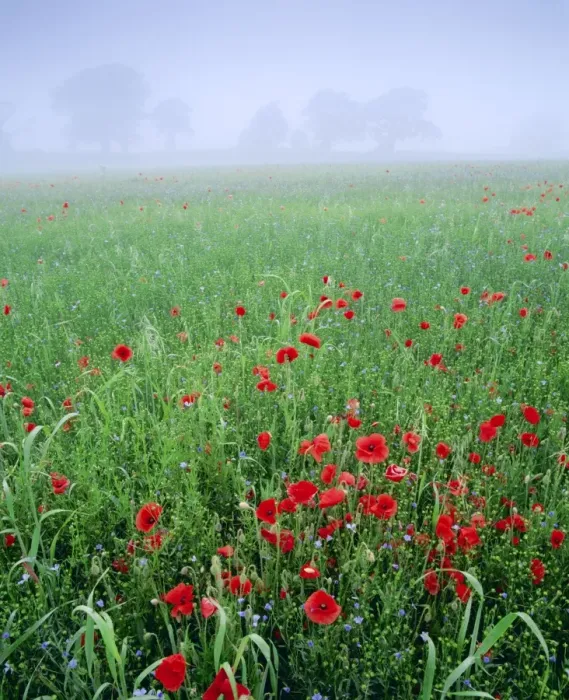 Framed Print : Mixed crops. Common POPPIES - with flowering linseed Framed Print : Mixed crops. Common POPPIES - with flowering linseed