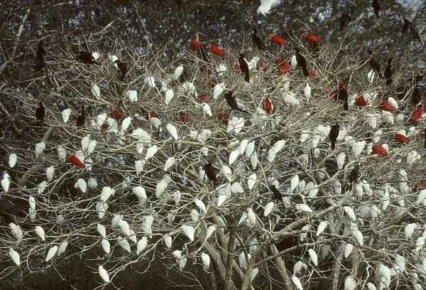 Mixed Egret, Ibis and Cormorant Roost Llanos, Venezuela BI006920