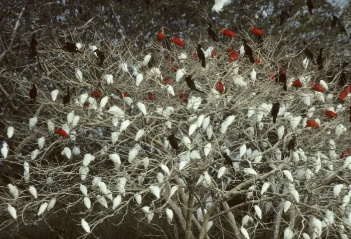 Framed Print : Mixed Egret, Ibis and Cormorant Roost Llanos, Venezuela BI006920 Framed Print : Mixed Egret, Ibis and Cormorant Roost Llanos, Venezuela BI006920