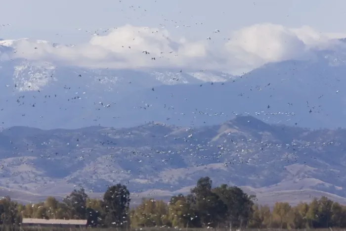 Framed Print : Mixed flock in flight - Ross's Geese (Chen rossii) and Snow Geese (Chen caerulescens) - at Sacramento National Wildlife Reserve, Black Butte mountains / Mendocino Forest beyond; California, United States Framed Print : Mixed flock in flight - Ross's Geese (Chen rossii) and Snow Geese (Chen caerulescens) - at Sacramento National Wildlife Reserve, Black Butte mountains / Mendocino Forest beyond; California, United States