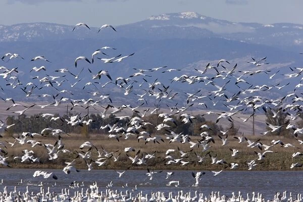 Mixed flock in flight - Ross's Geese and Snow Geese (Chen caerulescens) - at Sacramento National Wildlife Reserve, Black Butte mountains /  Mendocino Forest beyond; California, United States