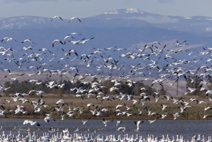 Framed Print : Mixed flock in flight - Ross's Geese and Snow Geese (Chen caerulescens) - at Sacramento National Wildlife Reserve, Black Butte mountains / Mendocino Forest beyond; California, United States Framed Print : Mixed flock in flight - Ross's Geese and Snow Geese (Chen caerulescens) - at Sacramento National Wildlife Reserve, Black Butte mountains / Mendocino Forest beyond; California, United States