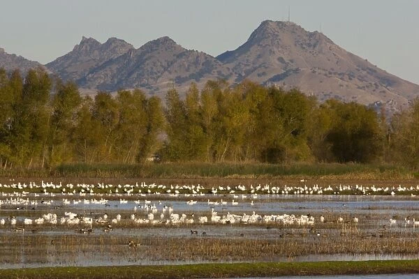 Mixed flock of Ross's Geese Chen rossii and Snow Geese Chen caerulescens, at Sacramento National Wildlife Reserve, California, United States