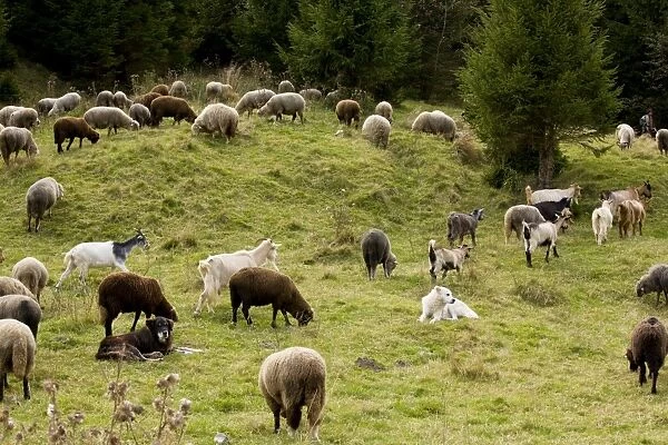 Mixed flock of sheep and goats with guard  /  sheep dogs - in the Barsa Fierului valley, Carpathians, Romania