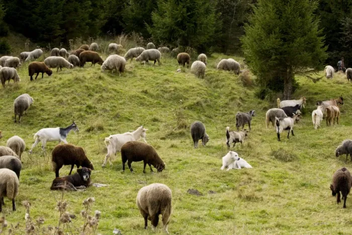 Framed Print : Mixed flock of sheep and goats with guard / sheep dogs - in the Barsa Fierului valley, Carpathians, Romania Framed Print : Mixed flock of sheep and goats with guard / sheep dogs - in the Barsa Fierului valley, Carpathians, Romania