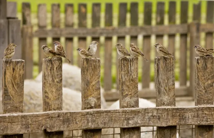Framed Print : Mixed flock of Tree Sparrows and House Sparrows on fence, Hortobagy National Park, east Hungary