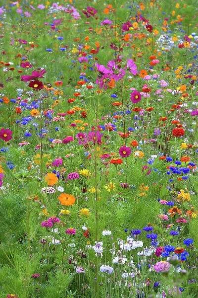 Mixed flowers in meadow