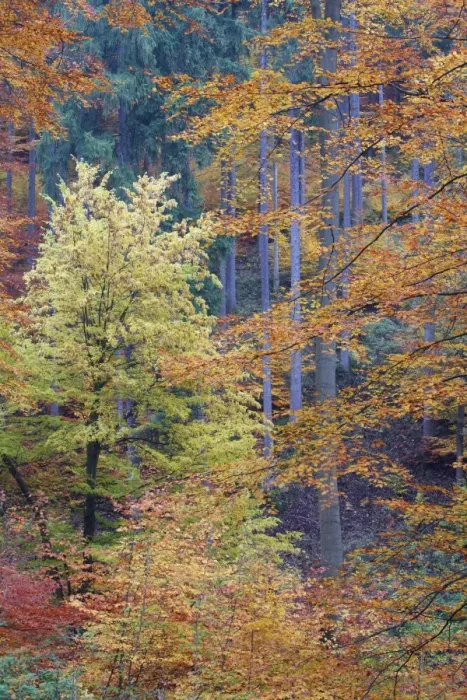 Framed Print : Mixed Forest - autumn - Lower Saxony - Germany Framed Print : Mixed Forest - autumn - Lower Saxony - Germany