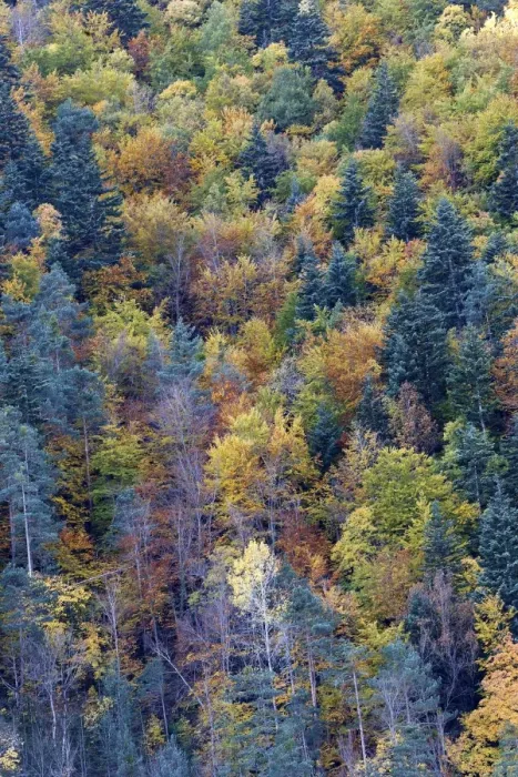 Framed Print : Mixed forest - in Autumn with Pine Poplar & Beech. Ordesa Valley - Spain Framed Print : Mixed forest - in Autumn with Pine Poplar & Beech. Ordesa Valley - Spain