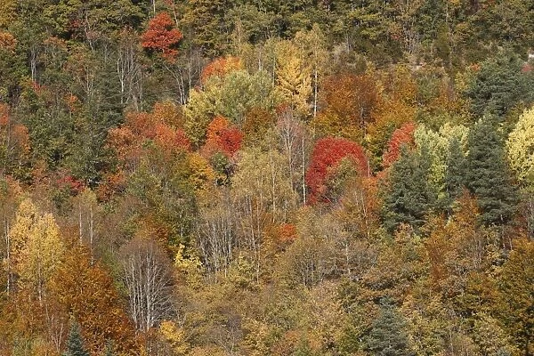 Mixed forest - in Autumn with Pine Poplar & Beech. Ordesa Valley - Spain