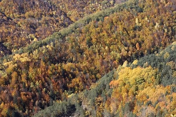 Mixed forest - in Autumn with Pine Poplar Oak Lime & Beech trees. Ordesa Valley - Spain