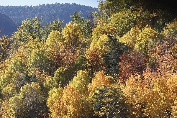Mixed forest - in Autumn with Pine Poplar Oak Lime & Beech trees. Ordesa Valley - Spain