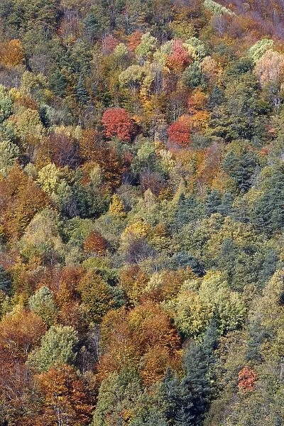 Mixed forest - in Autumn with Pine Poplar Oak Lime & Beech trees
