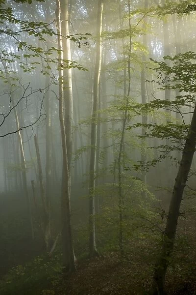 Mixed old beech and hornbeam forest in early morning mist at the Breite, Sigishoara, Romania