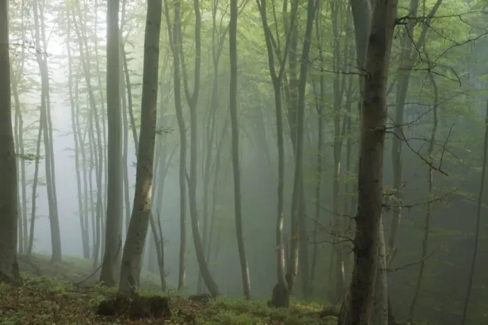 Framed Print : Mixed old beech and hornbeam forest in early morning mist at the Breite, Sigishoara, Romania