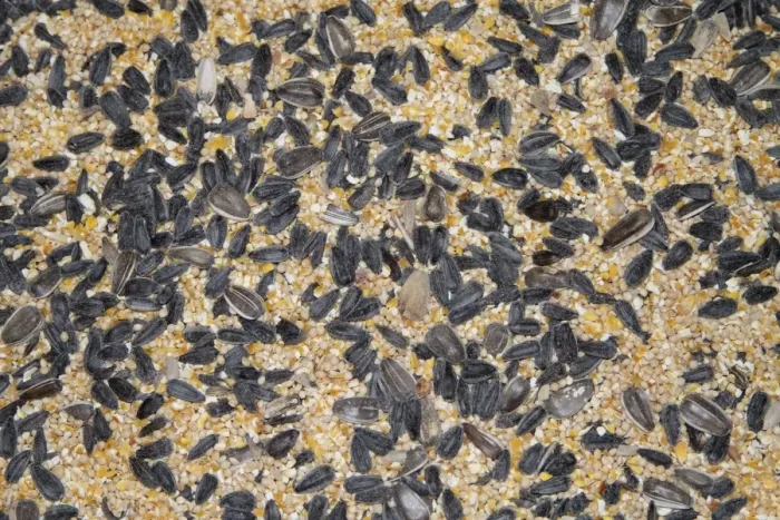 Framed Print : Mixed seed for bird feeding. This blend is a good basic bird mix that has sunfloweer, white millet, cracked corn and safflower seed. Note this is USA / North American bird feed Framed Print : Mixed seed for bird feeding. This blend is a good basic bird mix that has sunfloweer, white millet, cracked corn and safflower seed. Note this is USA / North American bird feed